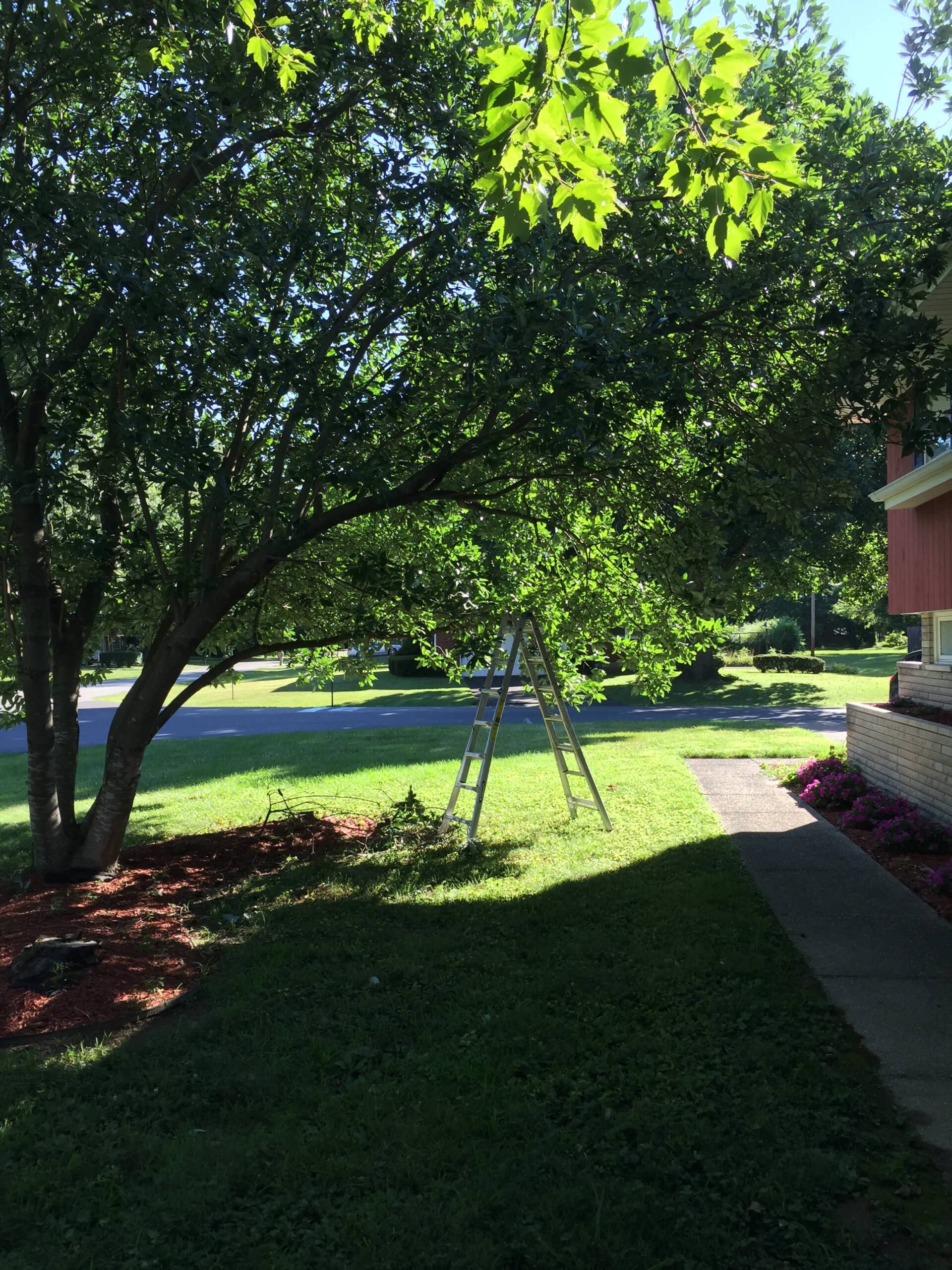 The Importance Of Tree Trimming For A Safe And Beautiful Landscape