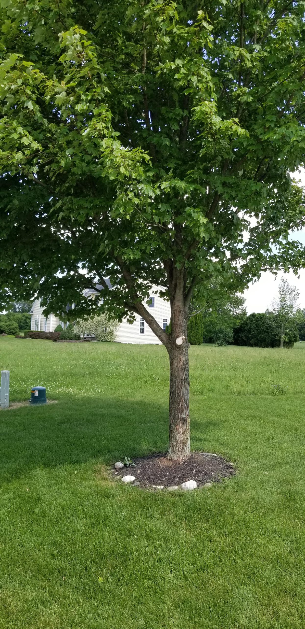 How Frequently Should I Trim My Trees?